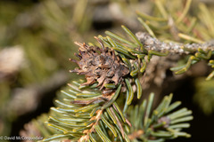 Adelges abietis