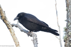 Corvus brachyrhynchos