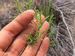 Chrysothamnus viscidiflorus puberulus