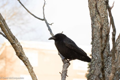 Corvus brachyrhynchos
