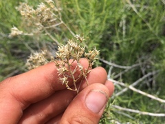 Chrysothamnus viscidiflorus puberulus