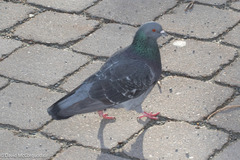 Columba livia domestica