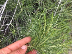 Chrysothamnus viscidiflorus puberulus