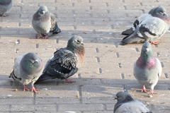 Columba livia domestica