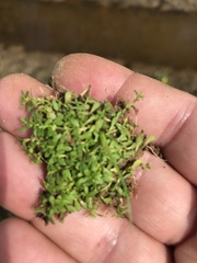 Callitriche nuttallii