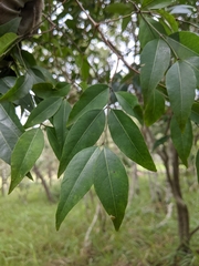 Secamone elliptica