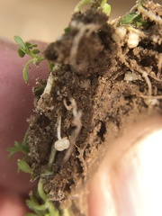 Callitriche nuttallii