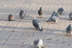 Columba livia domestica