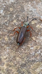 Lytta aenea