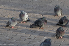 Columba livia domestica