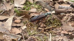 Lytta aenea