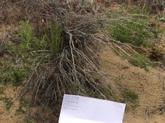 Chrysothamnus viscidiflorus puberulus