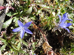 Campanula piperi