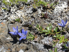 Campanula piperi