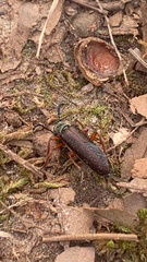 Lytta aenea