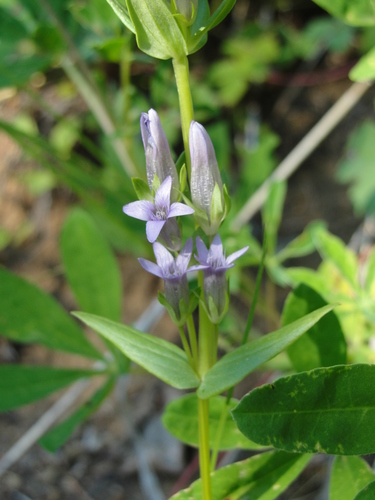 Gentianella amarella iNat (1)
