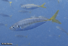 Decapterus russelli