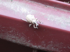 Leptopius robustus