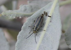 Trirhabda diducta