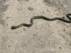 Erythrolamprus epinephalus albiventris
