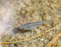Cyprinodon eremus
