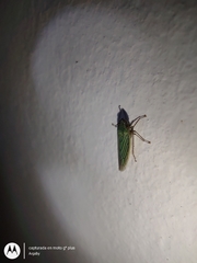 Syncharina argentina