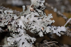 Parmelia sulcata