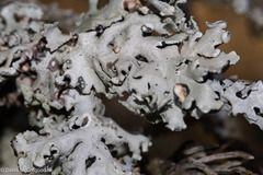 Parmelia sulcata