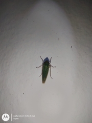 Syncharina argentina