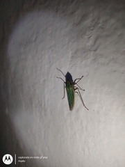 Syncharina argentina