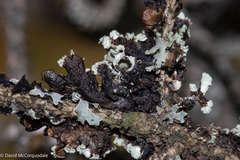 Parmelia sulcata