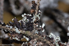 Parmelia sulcata