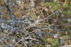 Parmelia sulcata