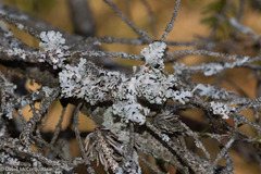 Parmelia sulcata
