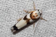 Plectophila eucrines