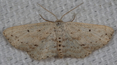 Scopula aemulata