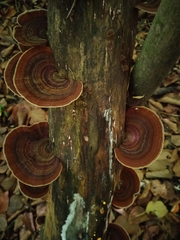 Trametes variegata
