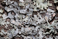 Parmelia sulcata