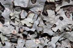 Parmelia sulcata