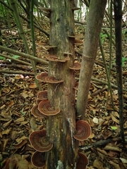 Trametes variegata