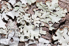 Parmelia sulcata