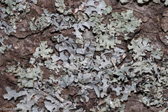 Parmelia sulcata