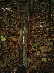 Trametes variegata