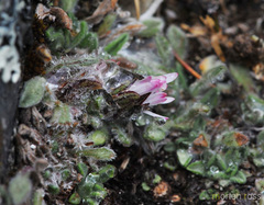 Erigeron rosulatus