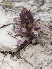Aphyllon cooperi palmeri