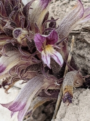 Aphyllon cooperi palmeri