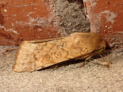 Helicoverpa armigera conferta