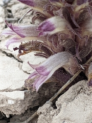 Aphyllon cooperi palmeri