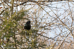 Sturnus vulgaris