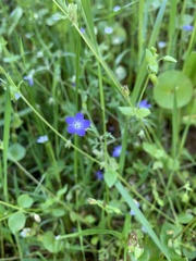 Nemophila pulchella